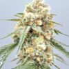 SPEEDRUN SEEDS -  JEHOVA'S WITNESS STRAIN - AUTO FEM - Image 3