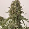 BOGO Precursor Genetics – Jedi Cookies Strain – Fem Auto - Image 9