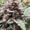 BOGO Precursor Genetics – Jedi Cookies Strain – Fem Auto - Image 2