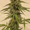 BOGO Precursor Genetics – Jedi Cookies Strain – Fem Auto - Image 3