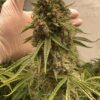 BOGO Precursor Genetics – Jedi Cookies Strain – Fem Auto - Image 4