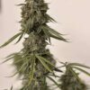 BOGO Precursor Genetics – Jedi Cookies Strain – Fem Auto - Image 5