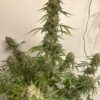 BOGO Precursor Genetics – Jedi Cookies Strain – Fem Auto - Image 6