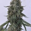 BOGO Precursor Genetics – Jedi Cookies Strain – Fem Auto - Image 7