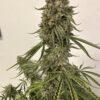 BOGO Precursor Genetics – Jedi Cookies Strain – Fem Auto - Image 8