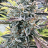 Precursor Genetics - Jedi Dog Strain - Fem Auto - Image 2