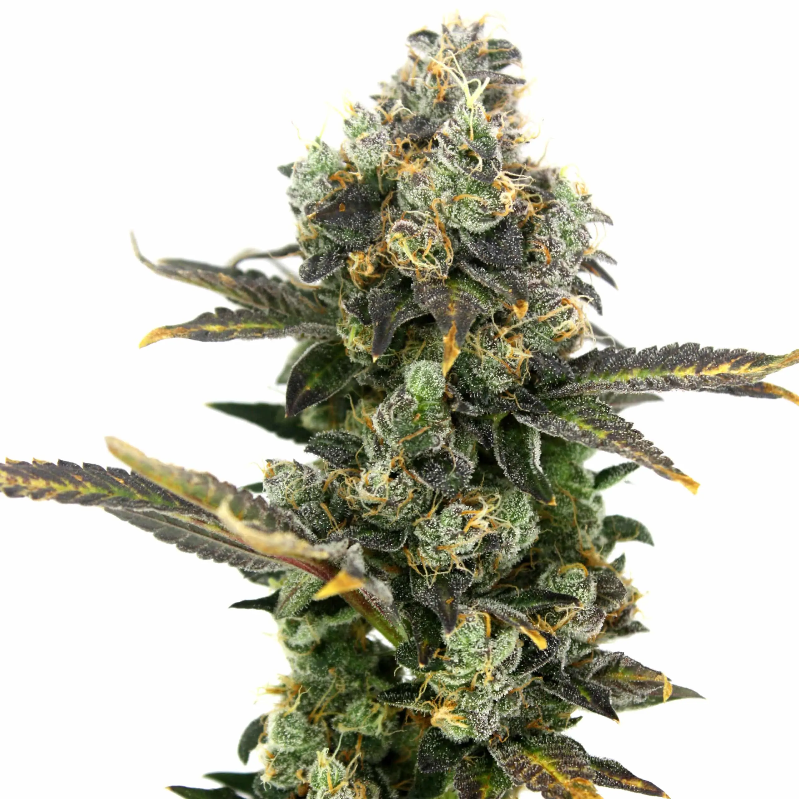 King Cone | Elev8 Seeds | FEM Photoperiod Seeds