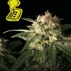 Lemon Seedsman