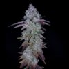 Goat Genetics ? Black and Blue Slushy ? Auto Fem - 5 Pack - Image 3