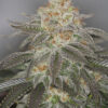 SIN CITY SEEDS - LUXOR STRAIN - REG PHOTO - 15 PACK - Image 2