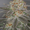 SIN CITY SEEDS - LUXOR STRAIN - REG PHOTO - 15 PACK - Image 3