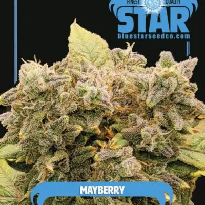 Mayberry | Blue Star Seed Co | FEM Photoperiod Seeds