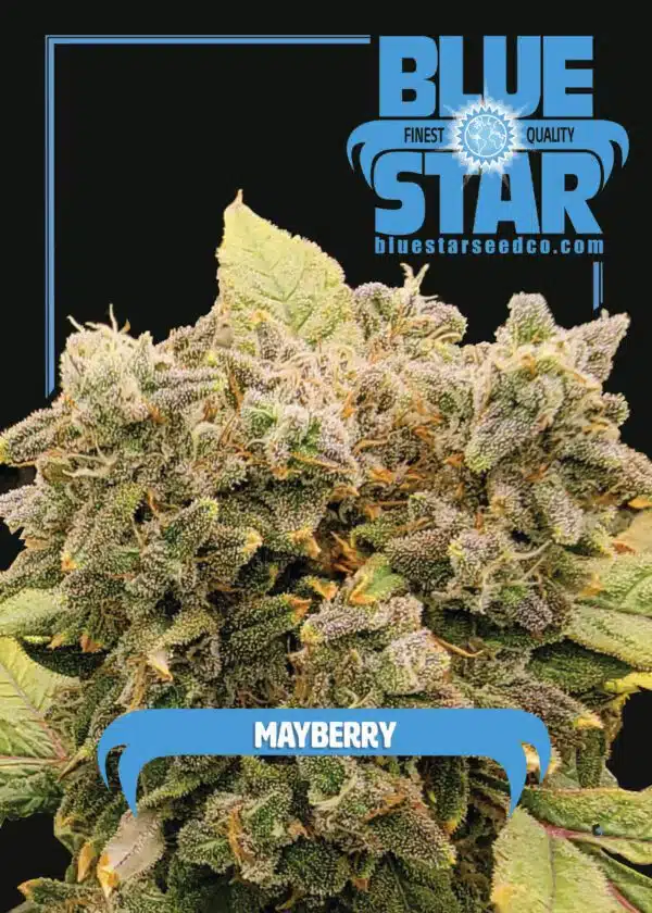 Mayberry | Blue Star Seed Co | FEM Photoperiod Seeds