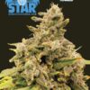 Blue Star Seed Co – Mayberry Strain – Fem Photo – 4 Pack - Image 3