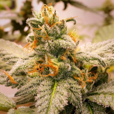 ELEV8 SEEDS - MEGASONIC STRAIN - FEM PHOTO - 6 PACK