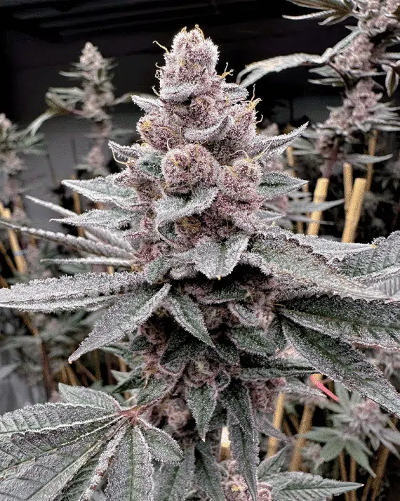 SOLFIRE GARDENS - Miami Madness STRAIN - FEM PHOTO