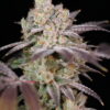 SIN CITY SEEDS - MODIFIED MINTS STRAIN - REG PHOTO - 15 PACK - Image 2