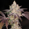 SIN CITY SEEDS - MODIFIED MINTS STRAIN - REG PHOTO - 15 PACK - Image 3