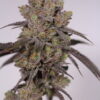 SIN CITY SEEDS - MODIFIED MINTS STRAIN - REG PHOTO - 15 PACK - Image 4