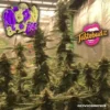 Tastebudz – Moonberry Pie Strain – Fem Auto - Image 2