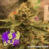 Tastebudz – Moonberry Pie Strain – Fem Auto - Image 3