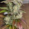 KC Genetics – Purple Keys Strain – Fem Auto – 3 Pack - Image 5