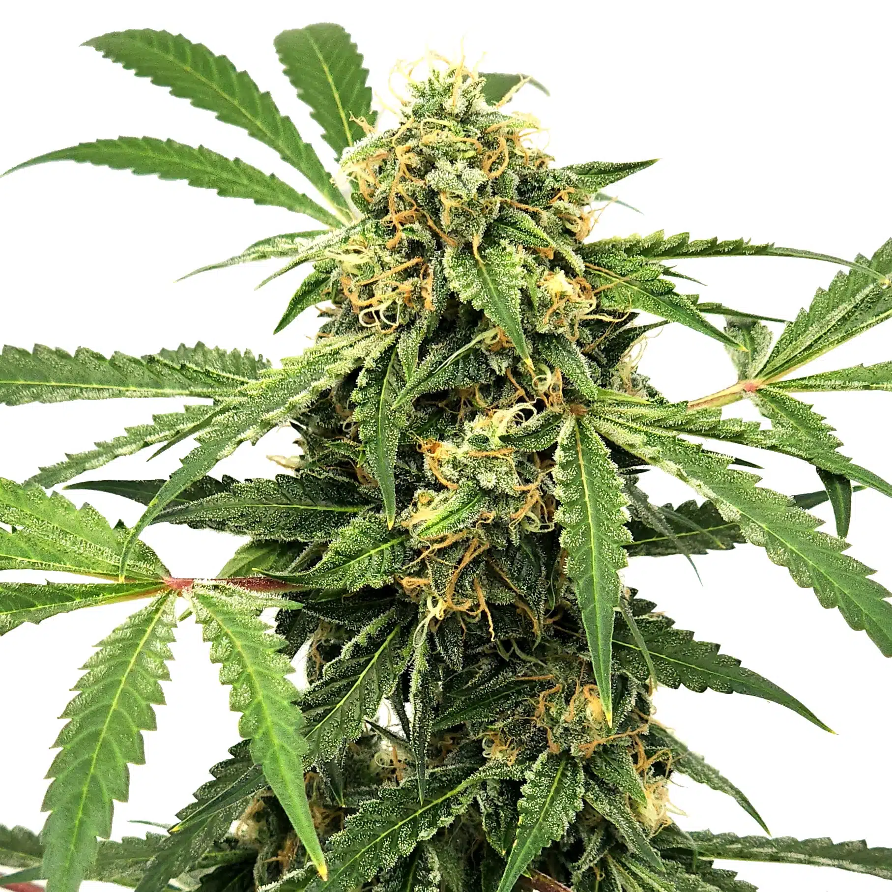 Paranormal Auto | Elev8 Seeds | FEM Autoflower Seeds