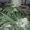 DIMEBAG SEED CO - PEACH PARFAIT - PHOTO REG - 7 PACK - Image 2