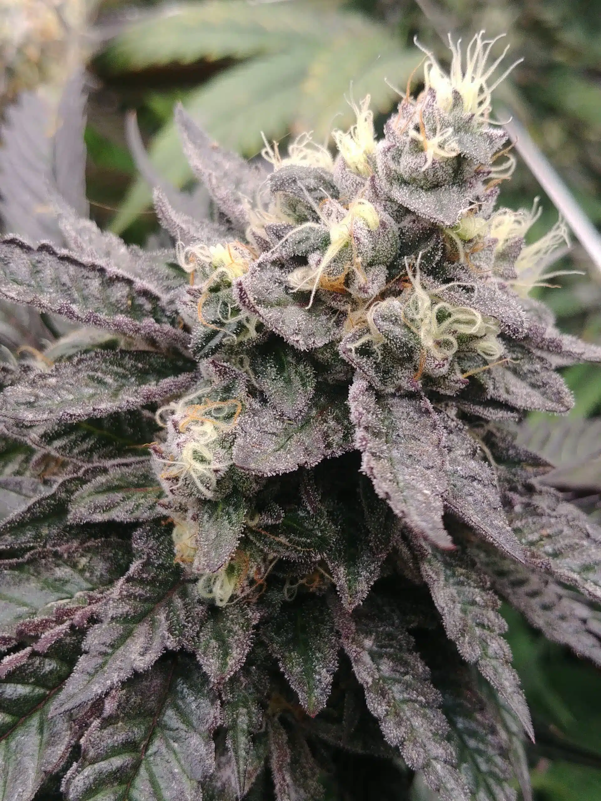 Peach Parfait | Dimebag Seed Co | REG Photoperiod Seeds