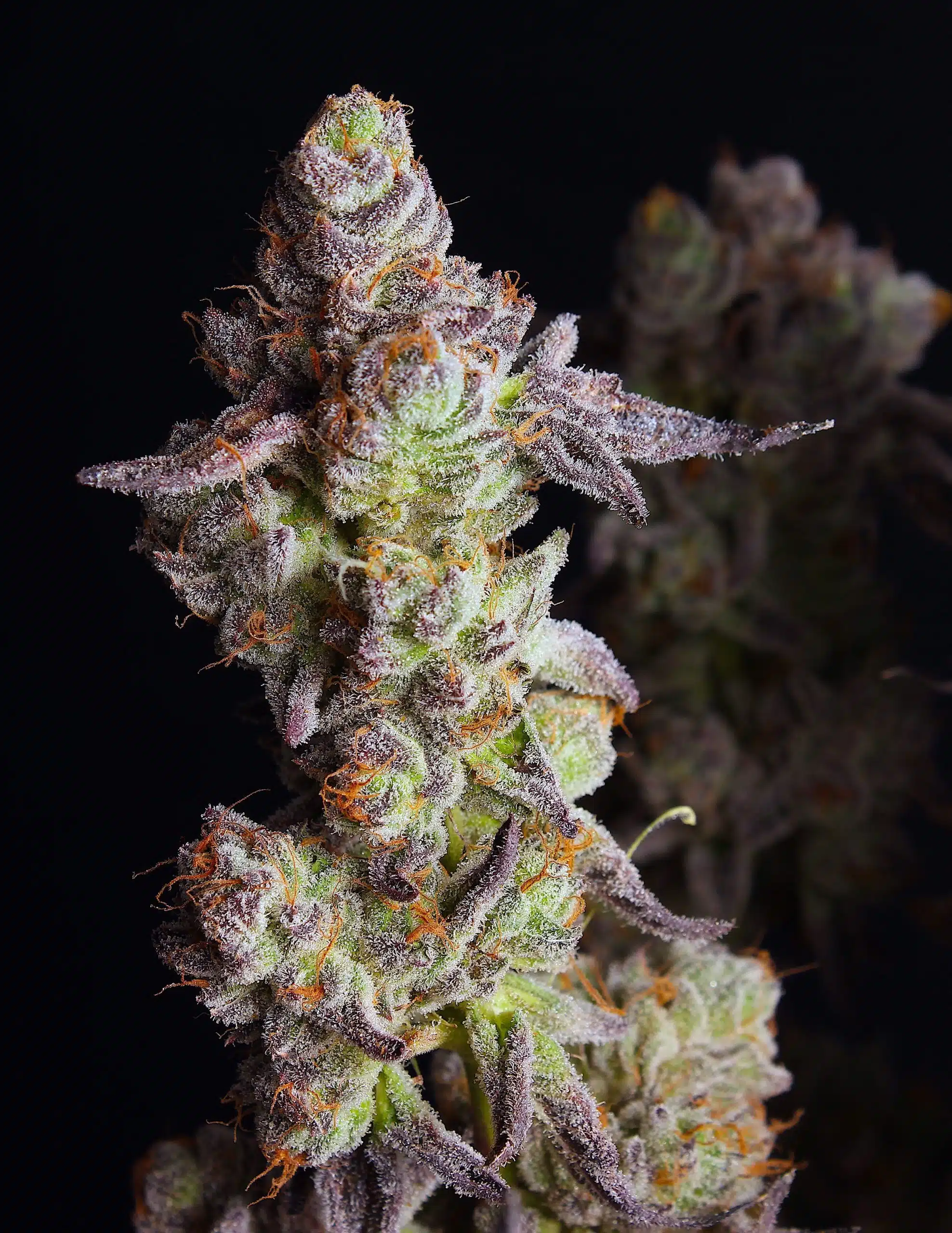 Punch Cake | Elev8 Seeds | FEM Photoperiod Seeds