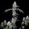 ROMULAN GENETICS - ROMSCOTTI F1 STRAIN - FEM PHOTO - 6 PACK - Image 13