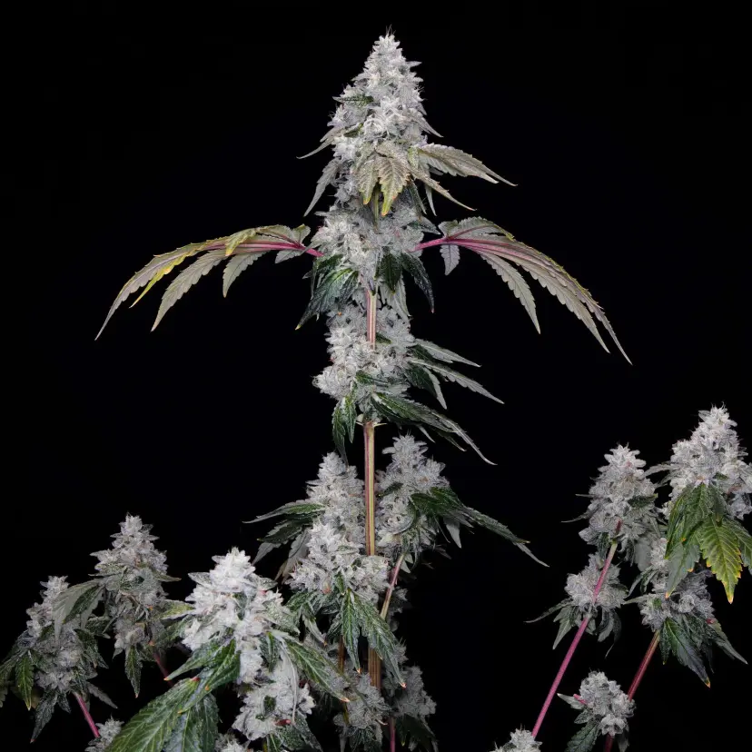 ROMULAN GENETICS – ROMSCOTTI F1 STRAIN – FEM PHOTO – 6 PACK