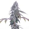 ROMULAN GENETICS - ROMSCOTTI F1 STRAIN - FEM PHOTO - 6 PACK - Image 8
