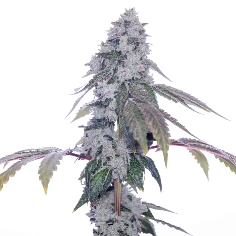 ROMULAN GENETICS – ROMSCOTTI F1 STRAIN – FEM PHOTO – 6 PACK