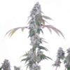 ROMULAN GENETICS - ROMSCOTTI F1 STRAIN - FEM PHOTO - 6 PACK - Image 9