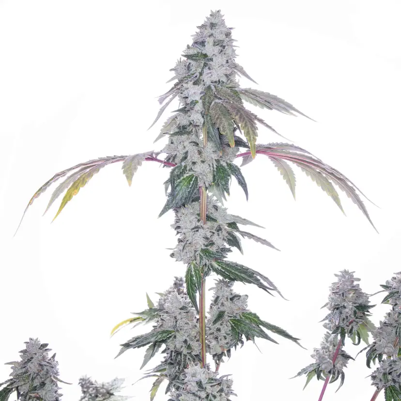 ROMULAN GENETICS – ROMSCOTTI F1 STRAIN – FEM PHOTO – 6 PACK
