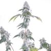 ROMULAN GENETICS - ROMSCOTTI F1 STRAIN - FEM PHOTO - 6 PACK - Image 10