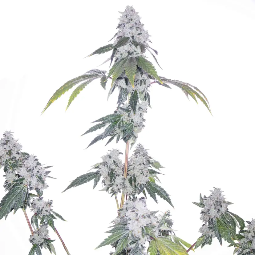 ROMULAN GENETICS – ROMSCOTTI F1 STRAIN – FEM PHOTO – 6 PACK