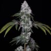 ROMULAN GENETICS - ROMSCOTTI F1 STRAIN - FEM PHOTO - 6 PACK - Image 11