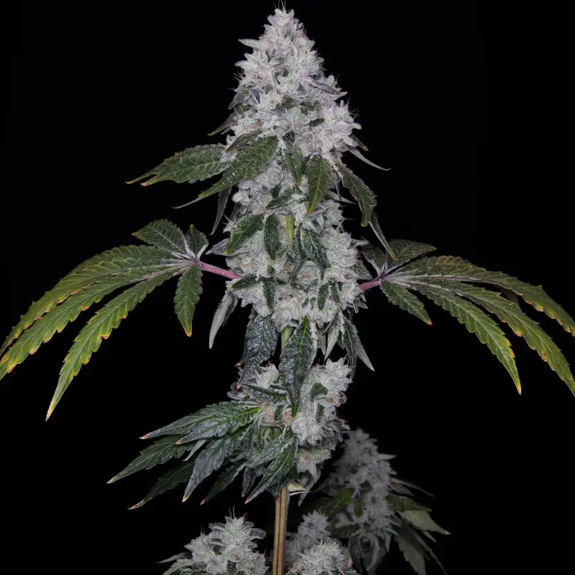 ROMULAN GENETICS – ROMSCOTTI F1 STRAIN – FEM PHOTO – 6 PACK