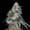 ROMULAN GENETICS - ROMSCOTTI F1 STRAIN - FEM PHOTO - 6 PACK - Image 12