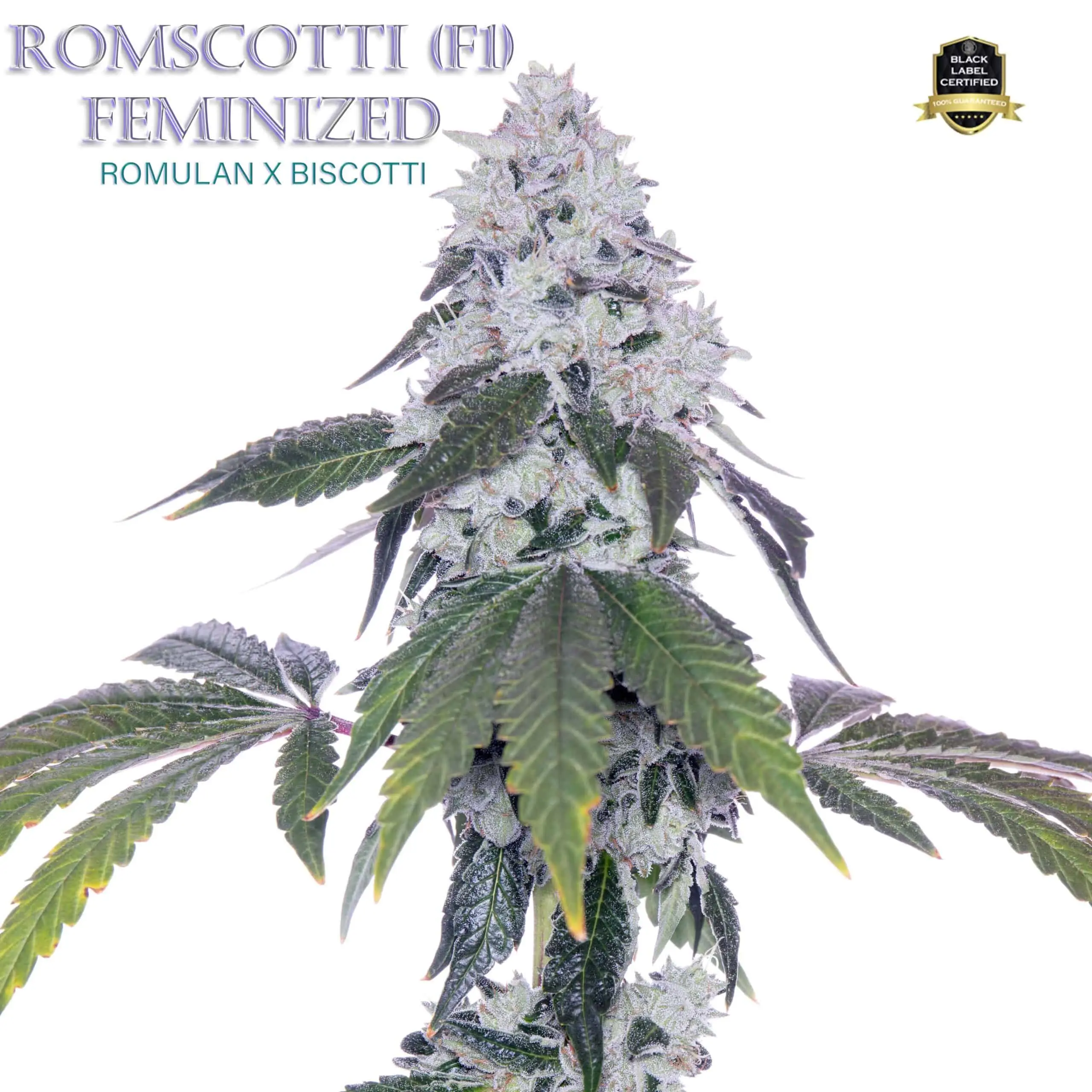 ROMULAN GENETICS - ROMSCOTTI F1 STRAIN - FEM PHOTO - 6 PACK