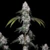 ROMULAN GENETICS - ROMSCOTTI F1 STRAIN - FEM PHOTO - 6 PACK - Image 6