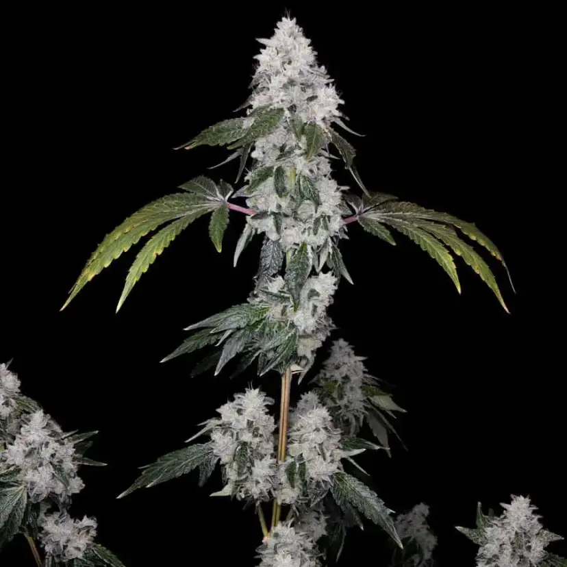 ROMULAN GENETICS – ROMSCOTTI F1 STRAIN – FEM PHOTO – 6 PACK