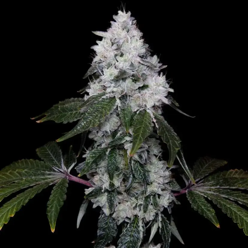 ROMULAN GENETICS – ROMSCOTTI F1 STRAIN – FEM PHOTO – 6 PACK