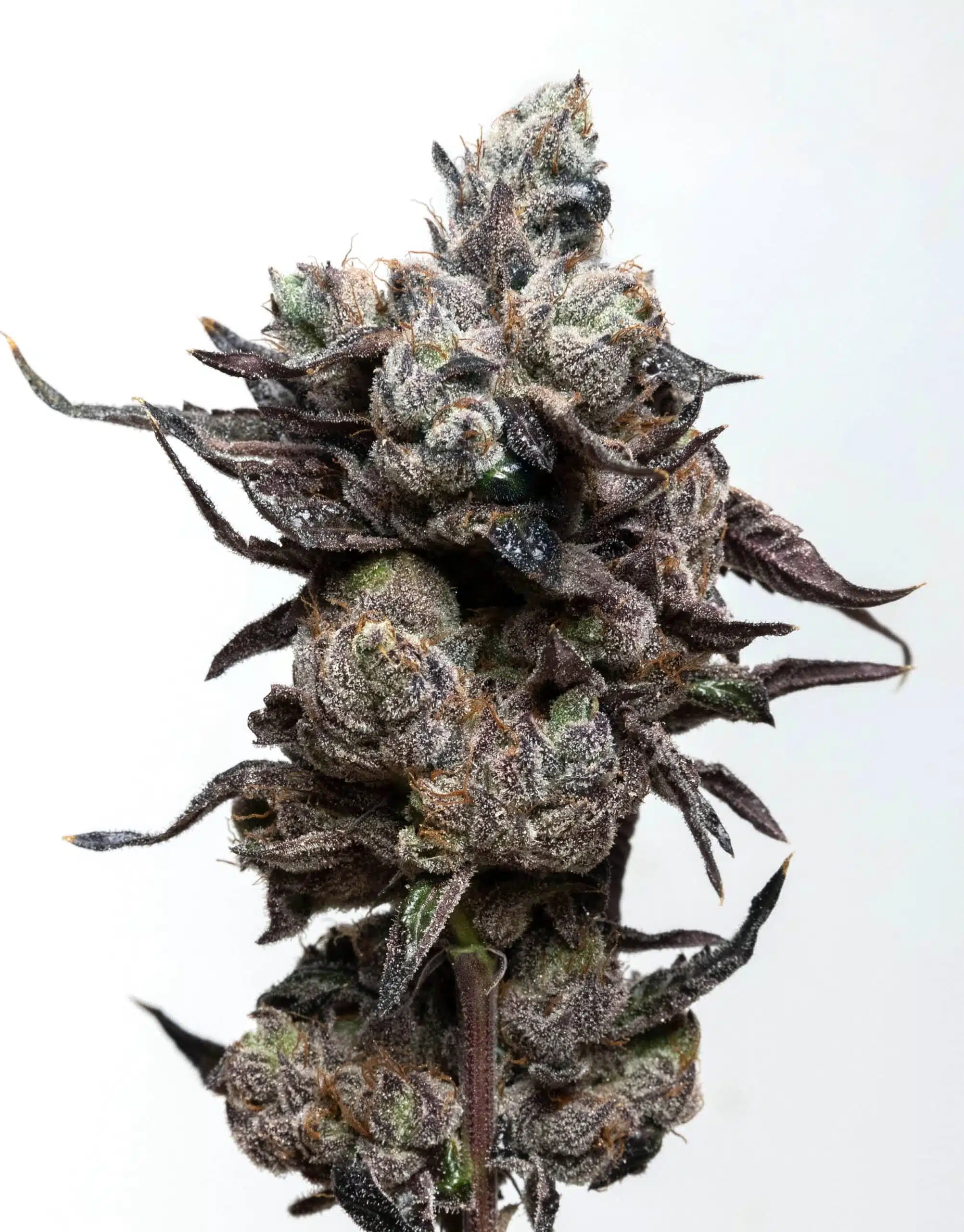 Runtz S1 | Elev8 Seeds | FEM Photoperiod Seeds