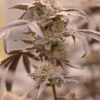 ELEV8 SEEDS - RUNTZ S1 STRAIN - FEM PHOTO - 6 PACK - Image 2