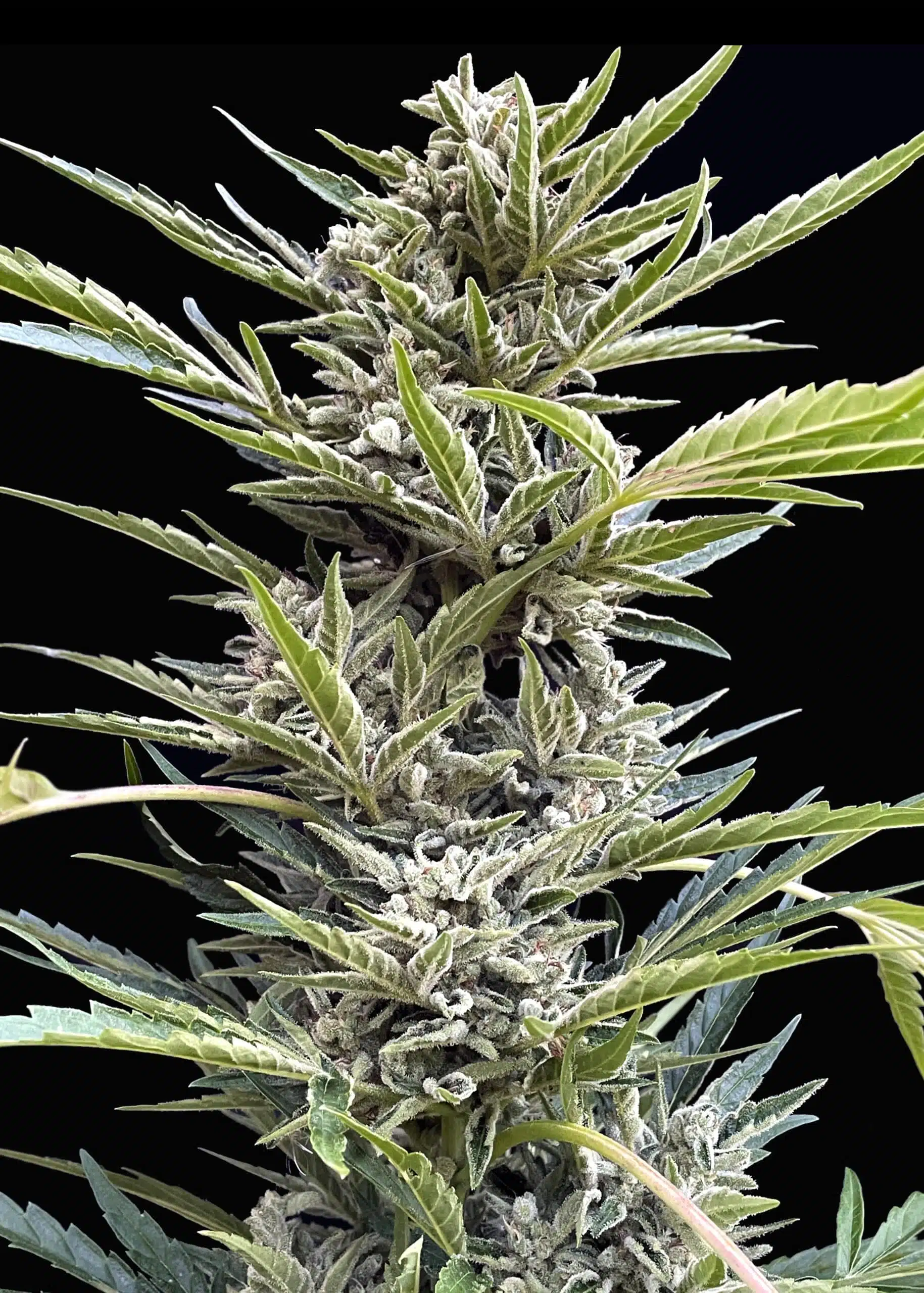Shadow OG Auto | Elev8 Seeds | FEM Autoflower Seeds