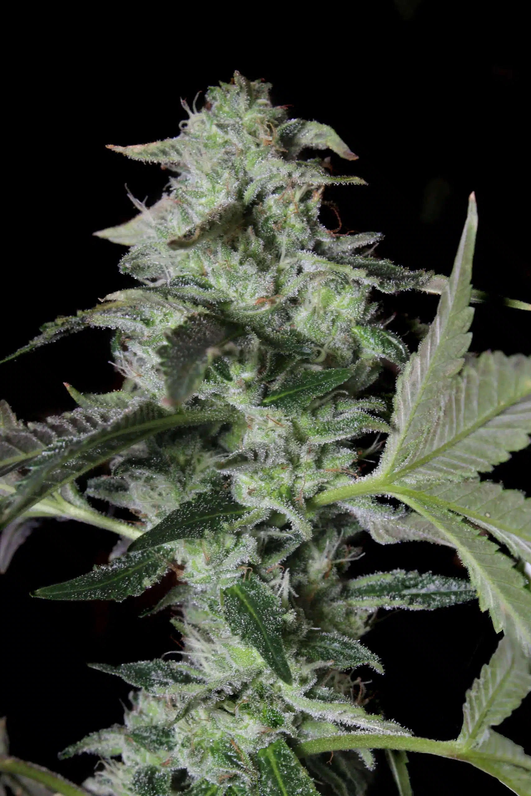 Sherbet Cake | Elev8 Seeds | FEM Photoperiod Seeds