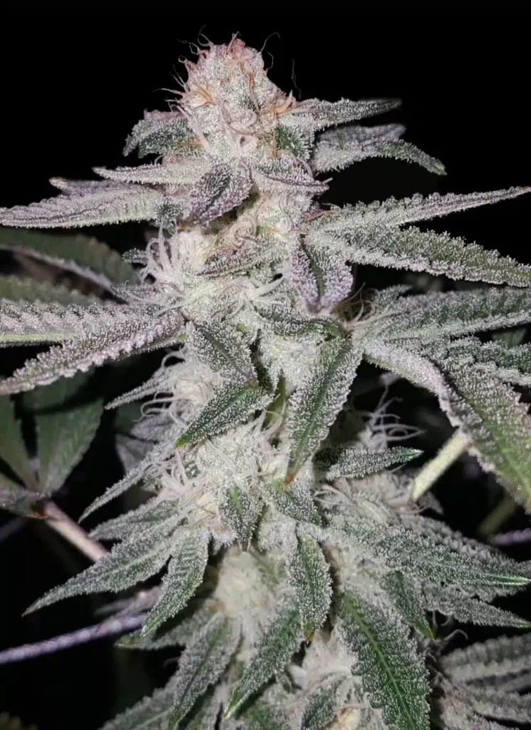 Sherbet Punch | Elev8 Seeds | FEM Photoperiod Seeds
